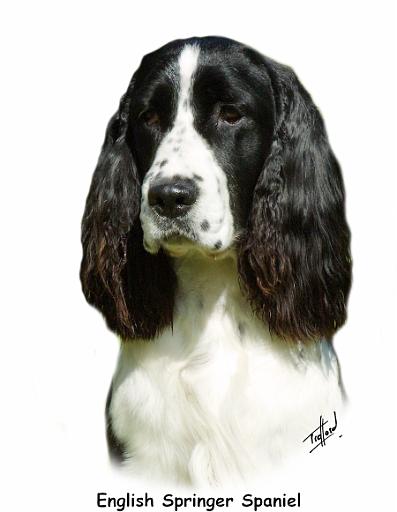 English Springer Spaniel 9J37D-20_2.jpg